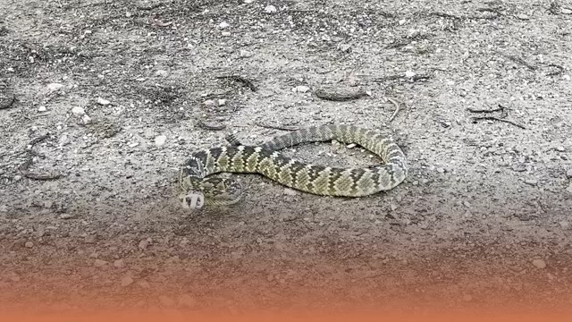 Watch now: Tucson classes teach dogs to avoid snakes